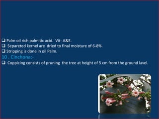  Palm oil rich palmitic acid. Vit- A&E.
 Separeted kernel are dried to final moisture of 6-8%.
 Stripping is done in oil Palm.
10 . Cinchona:-
 Coppicing consists of pruning the tree at height of 5 cm from the ground lavel.
 