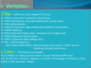 1.Tea:- UPASI has so far released 27 clones.
 UPASI-2 ( Jayaram)- suiitable for all elevation.
 UPASI-3(Sundaram)- Very high yielding and quality Clone.
 UPASI-6(Brooklands).
 UPASI-8( Golconda)- High yielding and suitable for all elevation.
 UAPASI-9(Athrey)
 UPASI-10(Pandin)-Highly clone , Resistance for drought wind.
 UPASI-14(Singara)-Quality clone.
 UPASI-17(Swarna)-High yielding clone.
 TRF-1 ,TRF (Srilanka) etc.
BIO CLONAL SEED STOCK:- Recommended to be used as “infills” also for
replanting drought prone areas.
2. Coffee:- CCRI Balhanur Karnataka.
1.S-795(Sin-3) - Most popular varities Occupe 70% total coffee area.
2. Sin-5b 3.Sin-7 (Ramon – Mutant) 4.Cauvery 5.Chandragiri 6.Chioccie 7.Chick
8.Kent 9. Blue mauntain 10Agro.
 