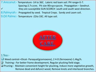 7.Arecanut:- Temperature -14 to 36C. Lateric red loam soil. PH range=5-7.
Spacing-2.7×27m. Pit size-90×90×90cm. Propagation – Seednut.
 they are susceptible SUN SCORCH south and south west direction.
8.Palmyrah:- Propagated by seed. Tropical Crops. Sandy and Loam soil.
9.Oil Palme:- Temperature -22to 33C. All type soil.
1.Tea:-
 Weed control-=Dicot- Paraquat(gramoxone), 2 4-D (fernoxone)-1.4kg/h.
 Training:- For better frame development, Regular plucking field stage.
 Pruning:- Maintain convenient height for plucking, Induce more vegetative growth,
Remove dead and defunct wood, Remove knots and interlaced branches.
 