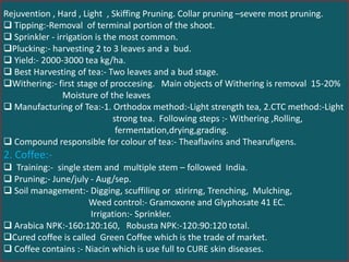 Rejuvention , Hard , Light , Skiffing Pruning. Collar pruning –severe most pruning.
 Tipping:-Removal of terminal portion of the shoot.
 Sprinkler - irrigation is the most common.
Plucking:- harvesting 2 to 3 leaves and a bud.
 Yield:- 2000-3000 tea kg/ha.
 Best Harvesting of tea:- Two leaves and a bud stage.
Withering:- first stage of proccesing. Main objects of Withering is removal 15-20%
Moisture of the leaves
 Manufacturing of Tea:-1. Orthodox method:-Light strength tea, 2.CTC method:-Light
strong tea. Following steps :- Withering ,Rolling,
fermentation,drying,grading.
 Compound responsible for colour of tea:- Theaflavins and Thearufigens.
2. Coffee:-
 Training:- single stem and multiple stem – followed India.
 Pruning;- June/july - Aug/sep.
 Soil management:- Digging, scuffiling or stirirng, Trenching, Mulching,
Weed control:- Gramoxone and Glyphosate 41 EC.
Irrigation:- Sprinkler.
 Arabica NPK:-160:120:160, Robusta NPK:-120:90:120 total.
Cured coffee is called Green Coffee which is the trade of market.
 Coffee contains :- Niacin which is use full to CURE skin diseases.
 