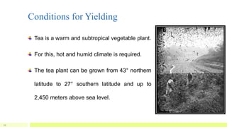 Conditions for Yielding
Tea is a warm and subtropical vegetable plant.
For this, hot and humid climate is required.
The tea plant can be grown from 43° northern
latitude to 27° southern latitude and up to
2,450 meters above sea level.
11
 