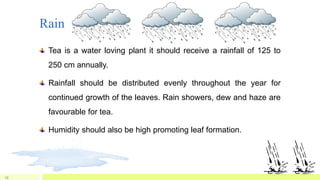 Rain
Tea is a water loving plant it should receive a rainfall of 125 to
250 cm annually.
Rainfall should be distributed evenly throughout the year for
continued growth of the leaves. Rain showers, dew and haze are
favourable for tea.
Humidity should also be high promoting leaf formation.
13
 