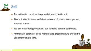 Soil
Tea cultivation requires deep, well-drained, fertile soil.
The soil should have sufficient amount of phosphorus, potash,
iron and humus.
Tea soil has strong properties, but contains calcium carbonate.
Ammonium sulphate, bone manure and green manure should be
used from time to time.
14
 