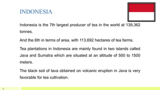 INDONESIA
Indonesia is the 7th largest producer of tea in the world at 139,362
tonnes.
And the 6th in terms of area, with 113,692 hectares of tea farms.
Tea plantations in Indonesia are mainly found in two islands called
Java and Sumatra which are situated at an altitude of 500 to 1500
meters.
The black soil of lava obtained on volcanic eruption in Java is very
favorable for tea cultivation.
30
 