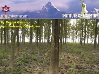 Plantation Forest (Teak)
By: Deepak Gautam,
Asst. Professor, IOF, Pokhara
 