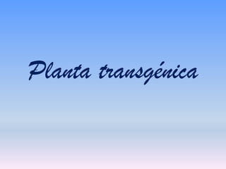 Planta transgénica
 