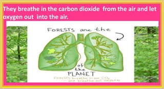 They breathe in the carbon dioxide from the air and let
oxygen out into the air.
 