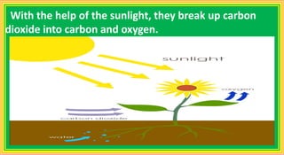 With the help of the sunlight, they break up carbon
dioxide into carbon and oxygen.
 