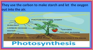 They use the carbon to make starch and let the oxygen
out into the air.
 