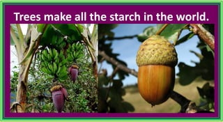 Trees make all the starch in the world.
 