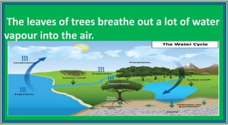 The leaves of trees breathe out a lot of water
vapour into the air.
 