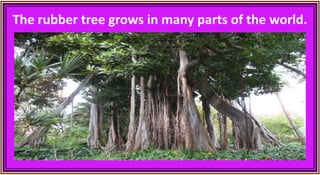The rubber tree grows in many parts of the world.
 