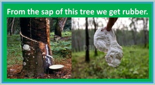 From the sap of this tree we get rubber.
 