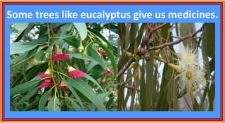 Some trees like eucalyptus give us medicines.
 