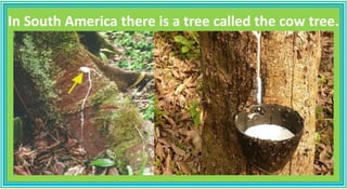 In South America there is a tree called the cow tree.
 