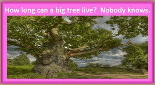 How long can a big tree live? Nobody knows.
 