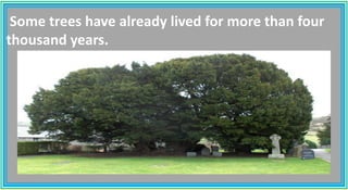 Some trees have already lived for more than four
thousand years.
 