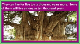They can live for five to six thousand years more. Some
of them will live as long as ten thousand years.
 