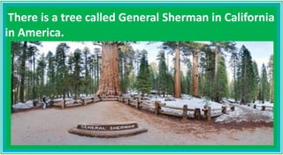 There is a tree called General Sherman in California
in America.
 