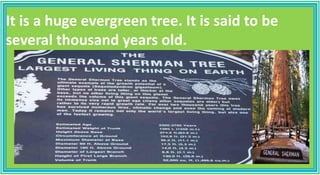 It is a huge evergreen tree. It is said to be
several thousand years old.
 