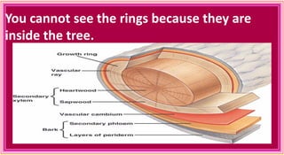 You cannot see the rings because they are
inside the tree.
 