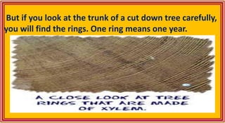 But if you look at the trunk of a cut down tree carefully,
you will find the rings. One ring means one year.
 