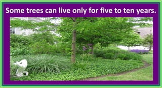 Some trees can live only for five to ten years.
 