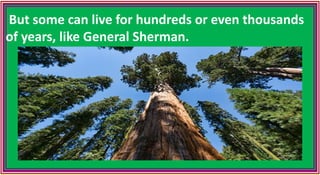 But some can live for hundreds or even thousands
of years, like General Sherman.
 