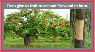 Trees give us fruit to eat and firewood to burn.
 