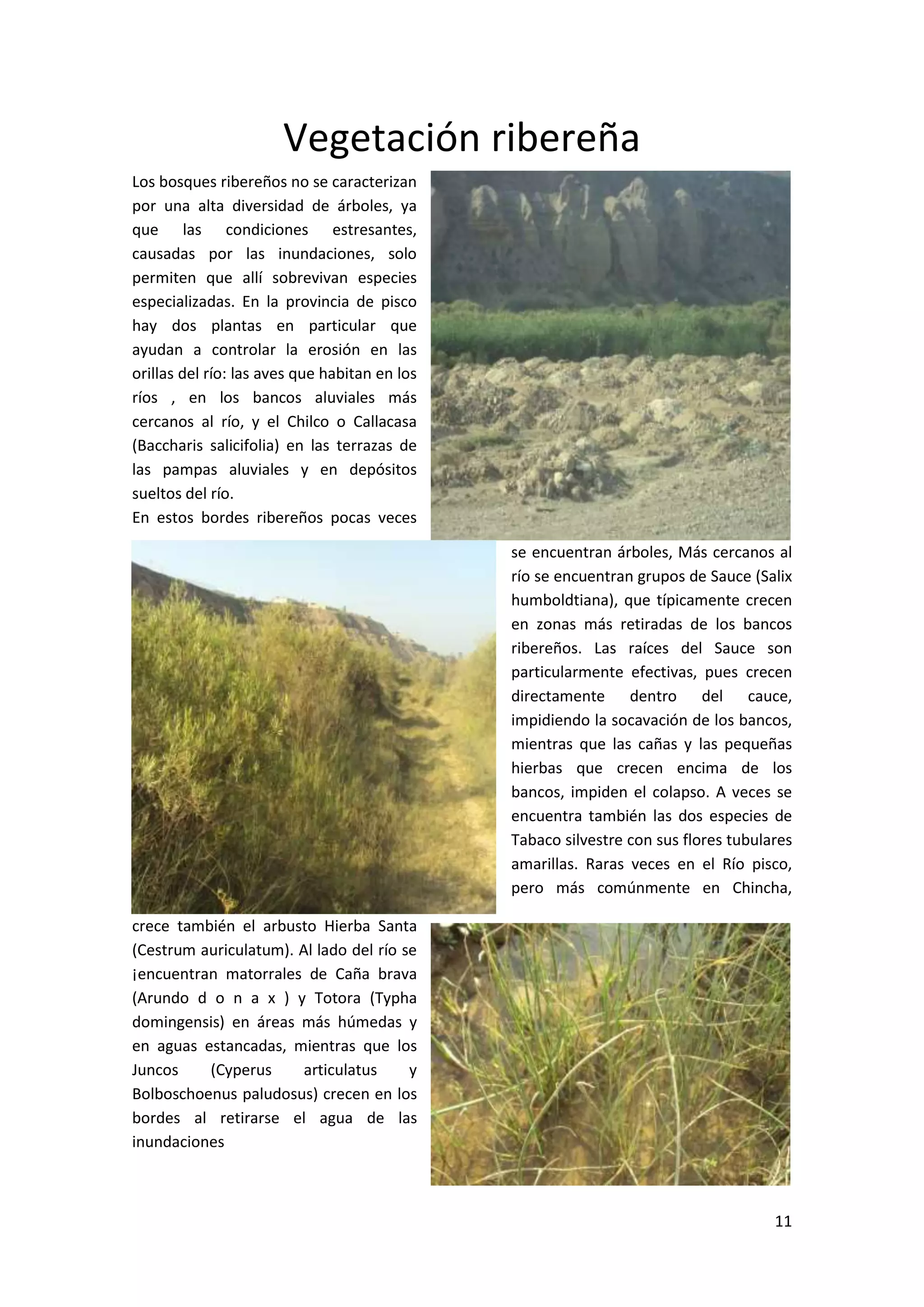 Plantas y vegetación del rió pisco - peru