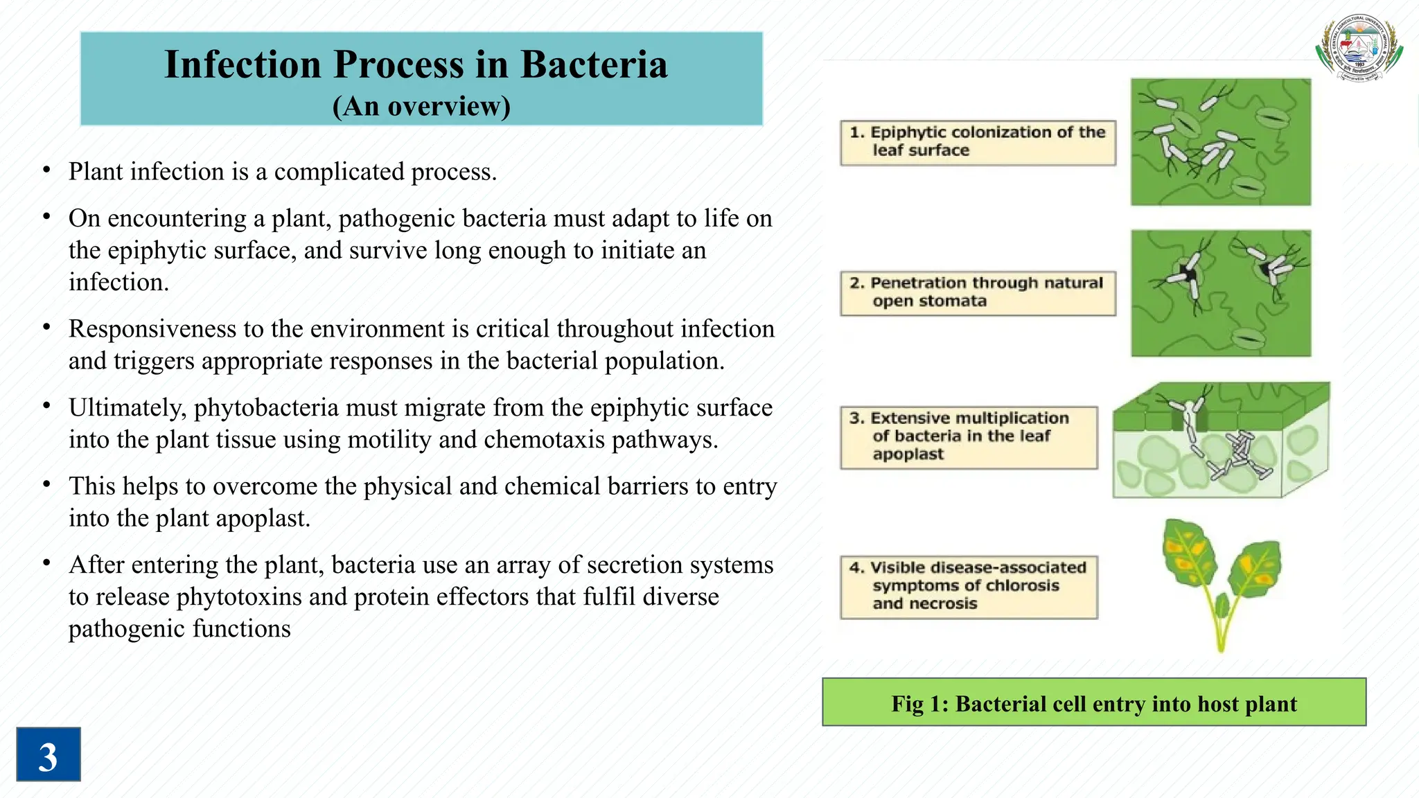 Infection Mechanism and Role of Virulence Factors by Plant Pathogenic ...