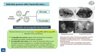 Infection Mechanism and Role of Virulence Factors by Plant Pathogenic ...