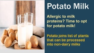 Potato Milk
Allergic to milk
proteins? Time to opt
for potato milk!