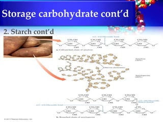 Plant biochemistry | PPTX