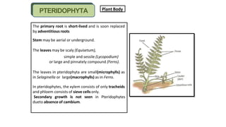 Plant Biodiversity classifications life cycles.pptx