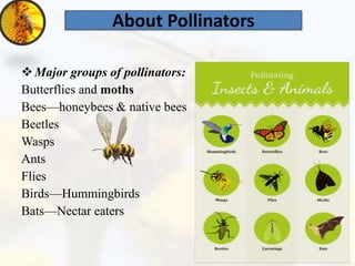 Plant Biodiversity Enhances Bees and Other Pollinators in Agro ...