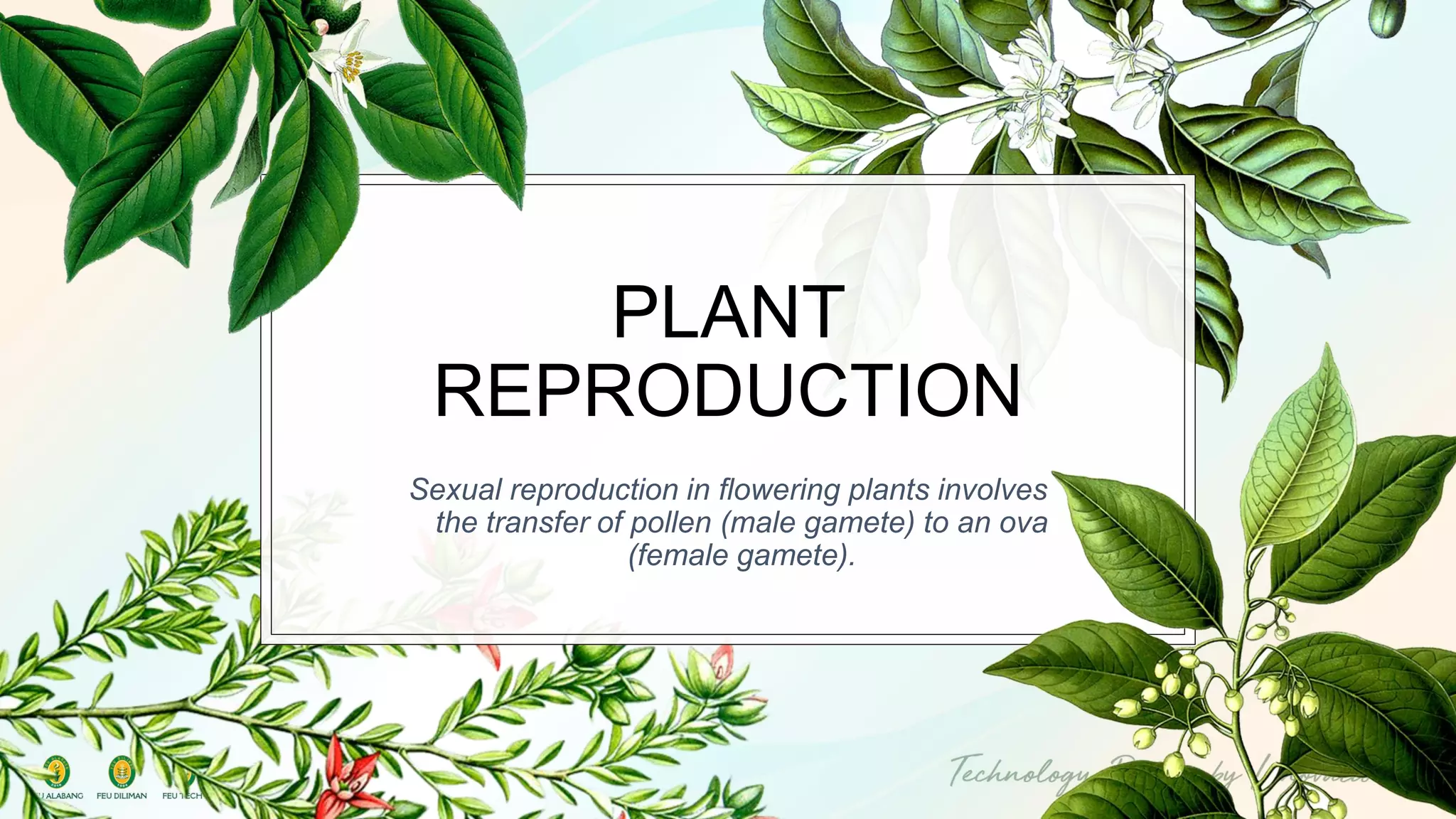 PLANT REPRODUCTION Sexual reproduction in flowering plants involves the transfer of pollen (male gamete) to an ova (female gamete).