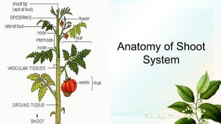 Shoot System.drawing Plant Biology.pdf