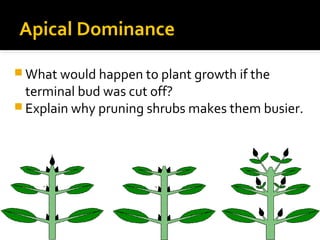 Plantbiology growth-120601013029-phpapp01 | PPS