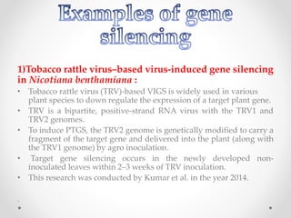 1)Tobacco rattle virus–based virus-induced gene silencing
in Nicotiana benthamiana :
• Tobacco rattle virus (TRV)-based VIGS is widely used in various
plant species to down regulate the expression of a target plant gene.
• TRV is a bipartite, positive-strand RNA virus with the TRV1 and
TRV2 genomes.
• To induce PTGS, the TRV2 genome is genetically modified to carry a
fragment of the target gene and delivered into the plant (along with
the TRV1 genome) by agro inoculation.
• Target gene silencing occurs in the newly developed non-
inoculated leaves within 2–3 weeks of TRV inoculation.
• This research was conducted by Kumar et al. in the year 2014.
.
 