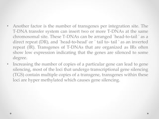 • Another factor is the number of transgenes per integration site. The
T-DNA transfer system can insert two or more T-DNAs at the same
chromosomal site. These T-DNAs can be arranged `head-to-tail ' as a
direct repeat (DR), and `head-to-head' or ` tail to- tail ' as an inverted
repeat (IR). Transgenes of T-DNAs that are organized as IRs often
show low expression indicating that the genes are silenced to some
degree.
• Increasing the number of copies of a particular gene can lead to gene
silencing, most of the loci that undergo transcriptional gene silencing
(TGS) contain multiple copies of a transgene, transgenes within these
loci are hyper methylated which causes gene silencing.
 