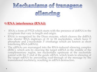 1) RNA interference (RNAi):
• RNAi a form of PTGS which starts with the presence of dsRNA in the
cytoplasm that vary in length and origin.
• RNAi is recognized by the Dicer enzyme, which cleaves the dsRNA
into shorter RNA duplexes of 21 to 28 nucleotides, which have 5’
phosphate and 2-nucleotide 3’ overhangs which are known as short
interfering RNA (siRNA).
• The siRNAs are rearranged into the RNA-induced silencing complex
(RISC), which acts by cleaving the target mRNA in the middle of the
complementary region, ten nucleotides upstream of the nucleotide
paired with the 5’ end of the guide siRNA, which leads to silencing of
the target mRNA by preventing read-through of the message by the
translational machinery, resulting in mRNA destruction.
 