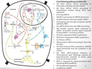 • Gene Silencing pathways in plant cells.
 (A) Dicer (DCL2, DCL3) processing of
transcripts containing inverted repeats
 (B) Dicer (DCL2, DCL3) processing of
intermediates formed during RNA virus
replication
 (C) Long dsRNA;
 (D) DCL1 processing of miRNAs precursors
 (E) RNA-induced silencing complex (RISC)
 (F) Targeting and cleavage of sequence specific
mRNA by RISC
 (G) mRNA destruction after RISC processing
 (H) Possible systemic signal composed by
siRNA (I) Possible systemic signal composed
by long dsRNA + movement proteins
 (J) Primer dependent RdRP amplification
 (K) Primer-independent RdRP amplification
 (L) Primary siRNA
 (M) Secondary siRNA processing by Dicer-like
enzymes
 (N) RNA-directed DNA methylation (RdDM)
signal transmitted from the cytoplasm to the
nucleus
 (O) RITS (RNA-induced Initiation of
Transcriptional gene Silencing) required for
heterochromatin assembly in fission yeast
(Schizosaccharomyces pombe)
 RITS is composed by repeat-associated short
interfering RNA (rasiRNA)
 (P) Translational repression
 of mRNA by miRNP
 