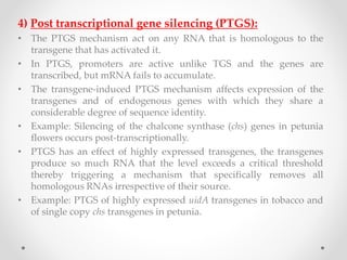 4) Post transcriptional gene silencing (PTGS):
• The PTGS mechanism act on any RNA that is homologous to the
transgene that has activated it.
• In PTGS, promoters are active unlike TGS and the genes are
transcribed, but mRNA fails to accumulate.
• The transgene-induced PTGS mechanism affects expression of the
transgenes and of endogenous genes with which they share a
considerable degree of sequence identity.
• Example: Silencing of the chalcone synthase (chs) genes in petunia
flowers occurs post-transcriptionally.
• PTGS has an effect of highly expressed transgenes, the transgenes
produce so much RNA that the level exceeds a critical threshold
thereby triggering a mechanism that specifically removes all
homologous RNAs irrespective of their source.
• Example: PTGS of highly expressed uidA transgenes in tobacco and
of single copy chs transgenes in petunia.
 