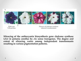 Silencing of the anthocyanin biosynthesis gene chalcone synthase
(chs) in petunia corollas by chs sense transgenes. The degree and
extent of silencing varies among independent transformants
resulting in various pigmentation patterns.
 