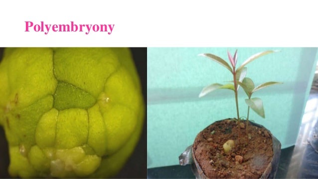 embryo culture in plants pdf