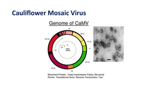 Cauliflower Mosaic Virus
 