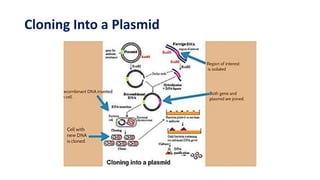 Cloning Into a Plasmid
 