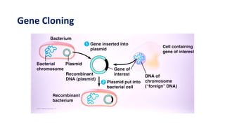 Gene Cloning
 