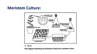 Meristem Culture:
 